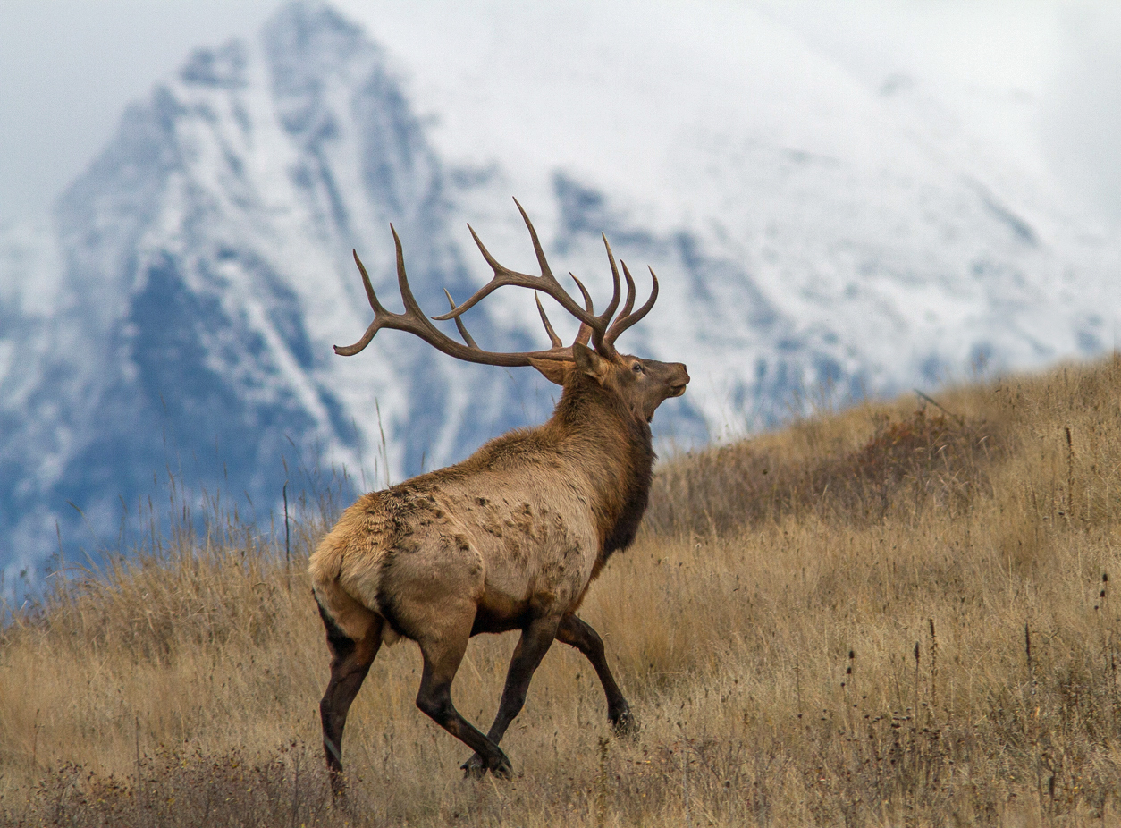 Elk-Missions.jpg