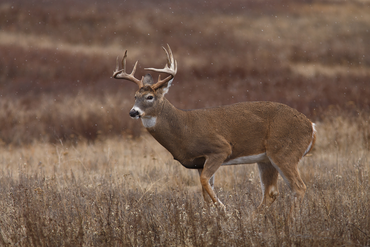 snow-buck-montana.jpg