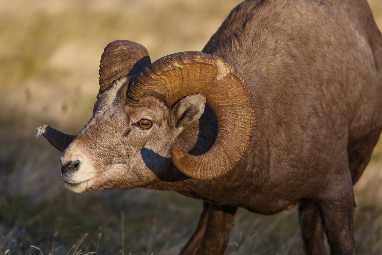 sunset-bighorn-horn.jpg